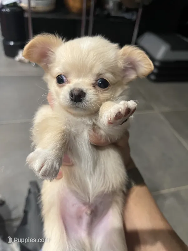 Sunny – Chihuahua puppy for sale in Vienna, VA