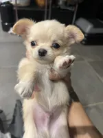 Sunny, a male Chihuahua for sale in Vienna, VA – 1 of 7