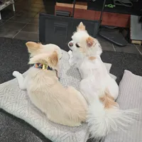 Sunny, a male Chihuahua for sale in Vienna, VA – 4 of 7