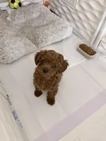 Romeo , a male Poodle - Toy  for sale in Rancho Cucamonga, CA – 4 of 6