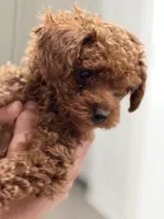 Romeo , a male Poodle - Toy  for sale in Rancho Cucamonga, CA – 2 of 6
