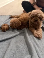 Romeo , a male Poodle - Toy  for sale in Rancho Cucamonga, CA – 6 of 6