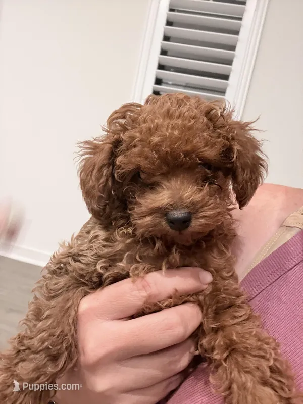 Romeo  – Poodle - Toy  puppy for sale in Rancho Cucamonga, CA