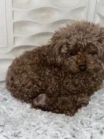 Romeo , a male Poodle - Toy  for sale in Rancho Cucamonga, CA – 3 of 6