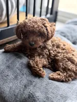 Romeo , a male Poodle - Toy  for sale in Rancho Cucamonga, CA – 5 of 6