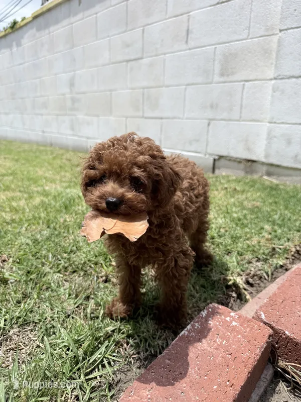Romeo  – Poodle - Toy  puppy for sale in Rancho Cucamonga, CA