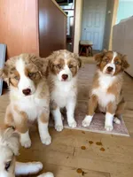 Ophelia, a female Australian Shepherd for sale in El Cajon, CA – 8 of 8