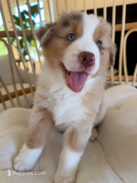 Ophelia – Australian Shepherd puppy for sale in Poway, CA