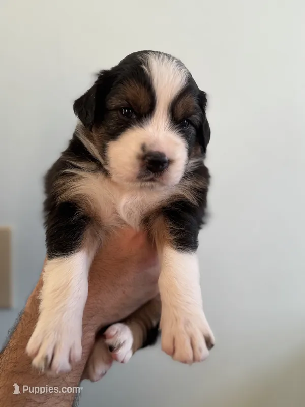 Cleo – Australian Shepherd puppy for sale in Poway, CA