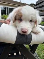 lyla, a female Australian Shepherd for sale in Poway, CA – Photo 6 of 6