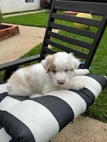 lyla, a female Australian Shepherd for sale in Poway, CA – Photo 4 of 6