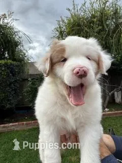 lyla – Australian Shepherd puppy for sale in Poway, CA