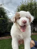 lyla, a female Australian Shepherd for sale in Poway, CA – Photo 1 of 6