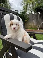 lyla, a female Australian Shepherd for sale in Poway, CA – Photo 3 of 6