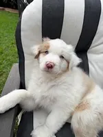 lyla, a female Australian Shepherd for sale in Poway, CA – Photo 5 of 6