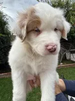 lyla, a female Australian Shepherd for sale in Poway, CA – Photo 2 of 6