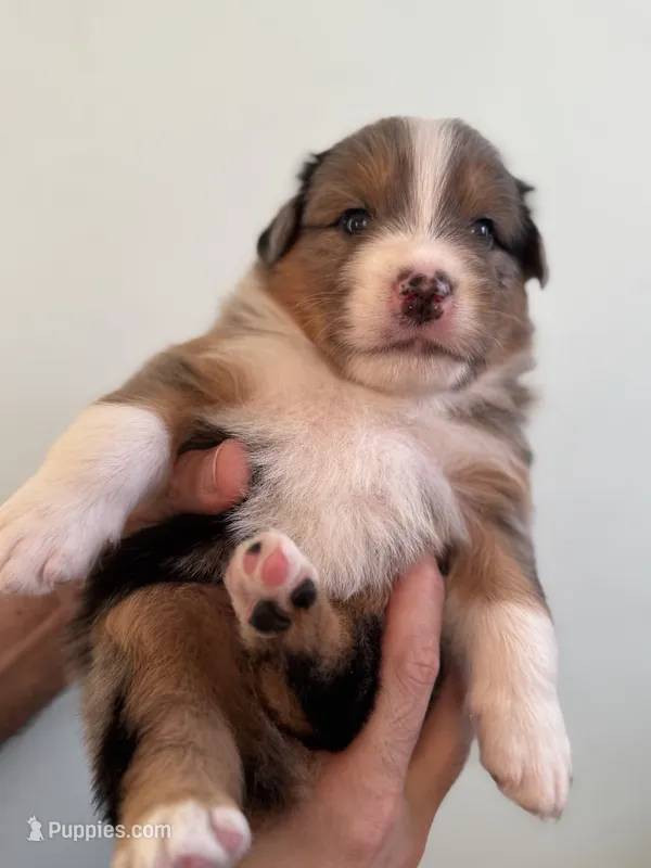 kooka-Roo – Australian Shepherd puppy on hold in Poway, CA