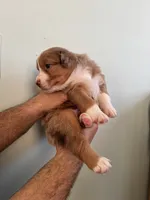 Margo, a female Australian Shepherd for sale in Poway, CA – 2 of 5