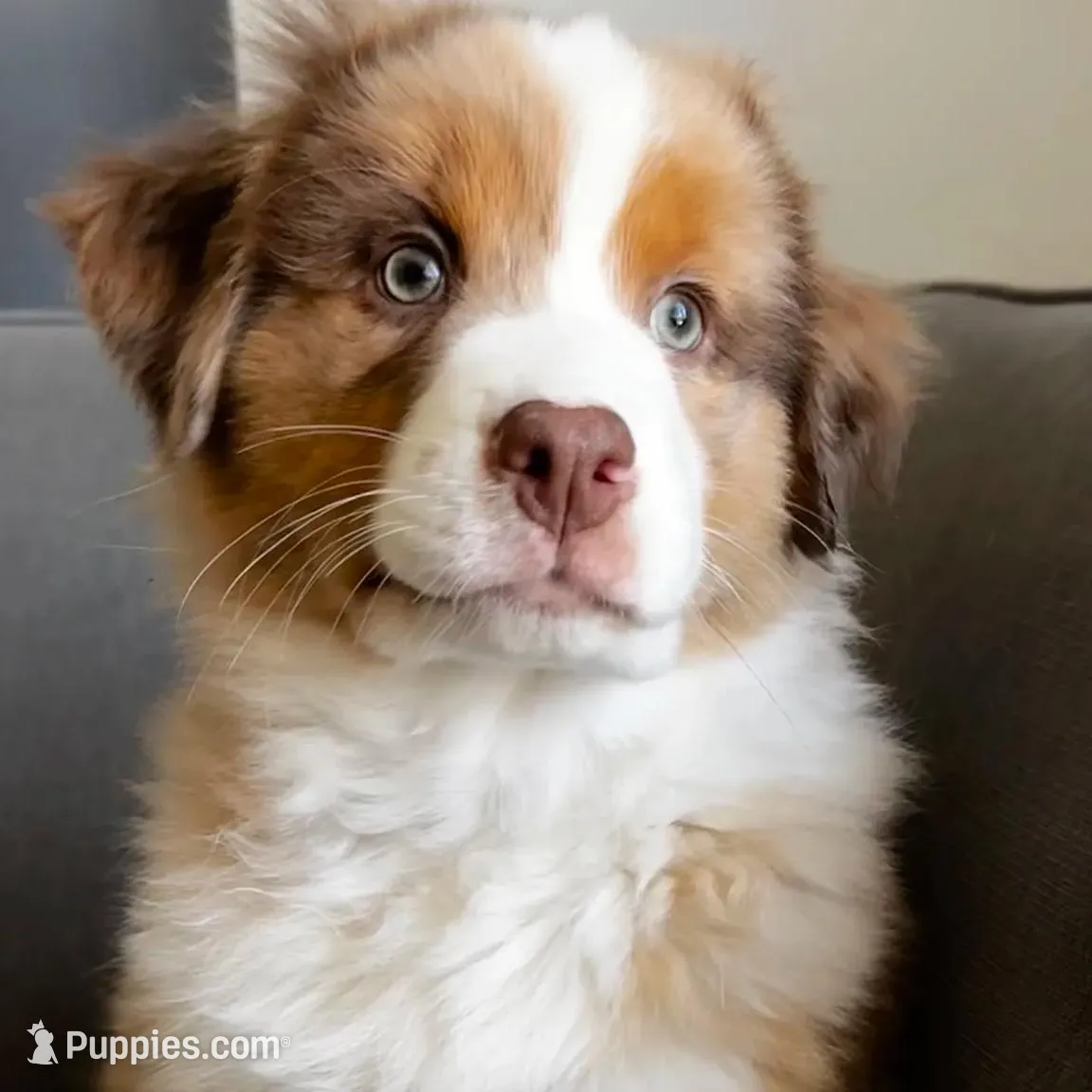 Redford – Australian Shepherd puppy for sale in Poway, CA