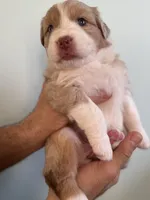 Amber, a female Australian Shepherd for sale in Poway, CA – 3 of 4