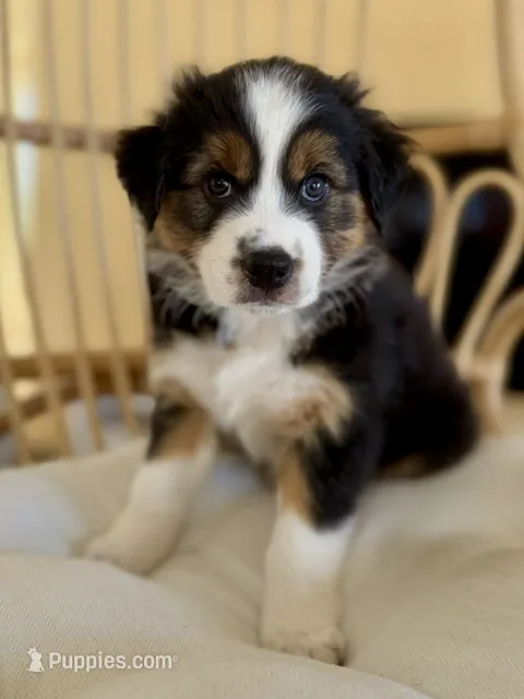 Cleo – Australian Shepherd puppy for sale in Poway, CA