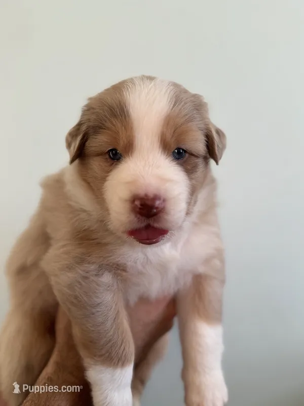 Ophelia – Australian Shepherd puppy for sale in Poway, CA