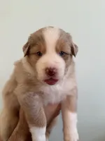 Ophelia, a female Australian Shepherd for sale in Poway, CA – 1 of 5