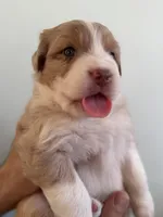 Amber, a female Australian Shepherd for sale in Poway, CA – 4 of 4