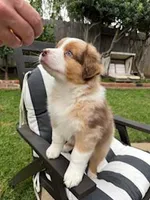 Redford, a male Australian Shepherd for sale in Poway, CA – Photo 8 of 9