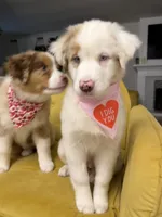 Redford, a male Australian Shepherd for sale in Poway, CA – Photo 6 of 9