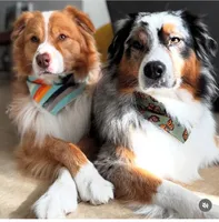 Redford, a male Australian Shepherd for sale in Poway, CA – Photo 9 of 9