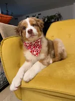 Redford, a male Australian Shepherd for sale in Poway, CA – Photo 3 of 9