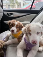 Redford, a male Australian Shepherd for sale in Poway, CA – Photo 7 of 9