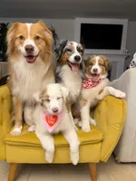 Redford, a male Australian Shepherd for sale in Poway, CA – Photo 4 of 9