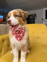 Redford, a male Australian Shepherd for sale in Poway, CA – Photo 2 of 9