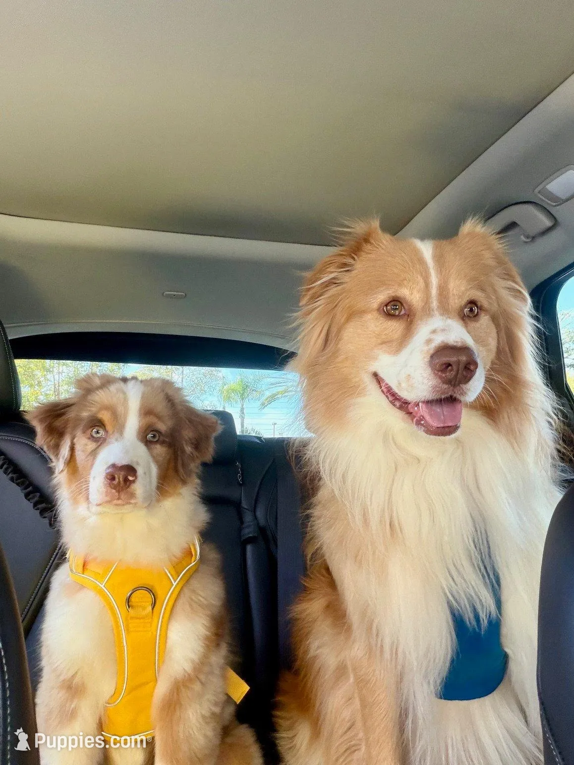 Redford – Australian Shepherd puppy for sale in Poway, CA