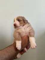 Ophelia, a female Australian Shepherd for sale in Poway, CA – 2 of 5