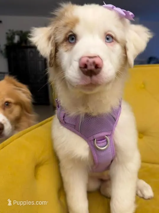 lyla – Australian Shepherd puppy for sale in Poway, CA