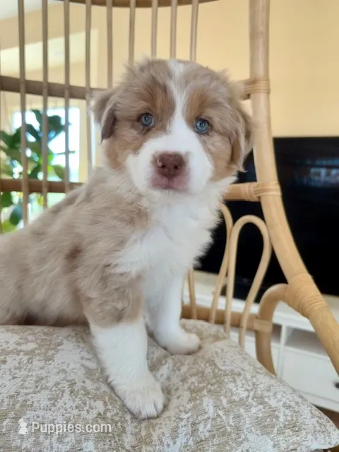 Amber – Australian Shepherd puppy for sale in Poway, CA