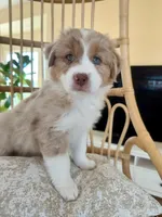 Amber, a female Australian Shepherd for sale in El Cajon, CA – 1 of 6