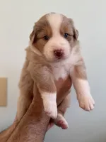 Ophelia, a female Australian Shepherd for sale in Poway, CA – 5 of 5