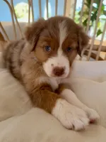 Margo, a female Australian Shepherd for sale in El Cajon, CA – 2 of 7