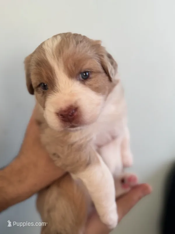 Amber – Australian Shepherd puppy for sale in Poway, CA