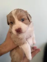 Amber, a female Australian Shepherd for sale in Poway, CA – 1 of 4