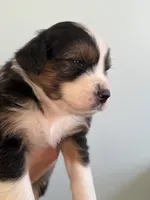 Cleo, a female Australian Shepherd for sale in Poway, CA – 2 of 2
