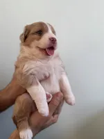 Amber, a female Australian Shepherd for sale in Poway, CA – 2 of 4