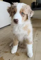 Ophelia, a female Australian Shepherd for sale in El Cajon, CA – 7 of 8