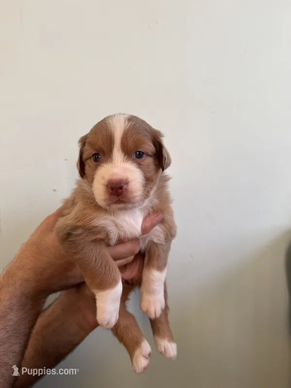 Margo – Australian Shepherd puppy for sale in Poway, CA