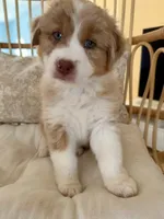 Amber, a female Australian Shepherd for sale in El Cajon, CA – 2 of 6