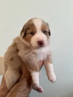 Ophelia, a female Australian Shepherd for sale in Poway, CA – 4 of 5